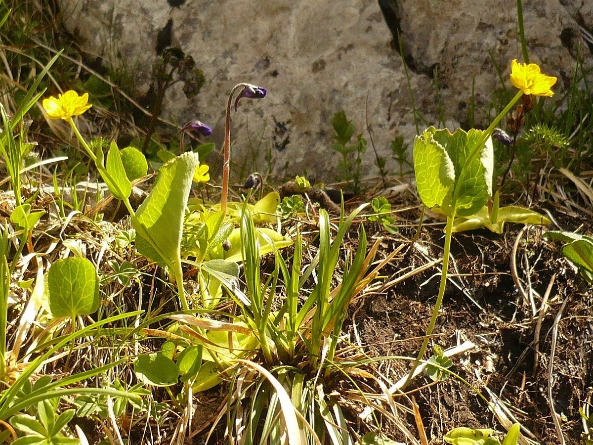 Ranunculus thora (Ranunculaceae)
